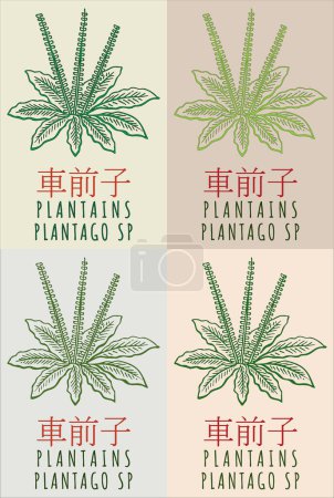 Téléchargez les illustrations : Jeu de dessin vectoriel PLANTAINS en chinois en différentes couleurs. Illustration dessinée à la main. Le nom latin est PLANTAGO SP. - en licence libre de droit