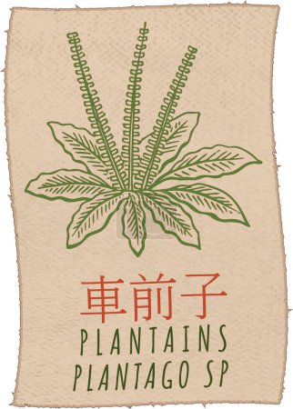 Téléchargez les illustrations : Dessin vectoriel PLANTAINS en chinois. Illustration dessinée à la main. Le nom latin est PLANTAGO SP . - en licence libre de droit