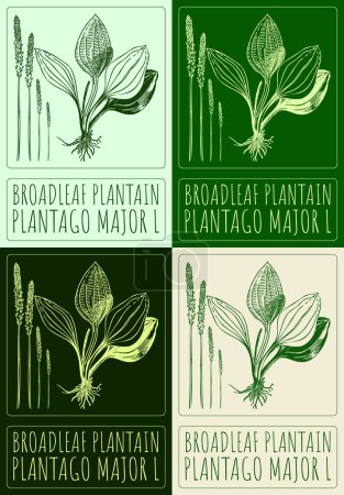 Set of vector drawing BROADLEAF PLANTAIN in various colors. Hand drawn illustration. The Latin name is PLANTAGO MAJOR L.