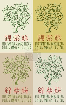 Set of vector drawing PLECTRANTHUS AMBOINICUS in Chinese in various colors. Hand drawn illustration. The Latin name is COLEUS AMBOINICUS LOUR.