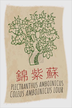 Vector drawing PLECTRANTHUS AMBOINICUS in Chinese. Hand drawn illustration. The Latin name is COLEUS AMBOINICUS LOUR.