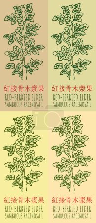 Vektorzeichnung ROT-BERRIED ELDER in chinesischer Sprache in verschiedenen Farben. Handgezeichnete Illustration. Der lateinische Name ist SAMBUCUS RACEMOSA L.
