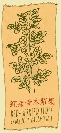 Vector drawing RED-BERRIED ELDER in Chinese. Hand drawn illustration. The Latin name is SAMBUCUS RACEMOSA L.