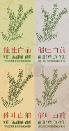 Set von Vektorzeichnung WEIßES SCHWALLWORT in Chinesisch in verschiedenen Farben. Handgezeichnete Illustration. Der lateinische Name ist VINCETOXICUM HIRUNDINARIA MEDIK.