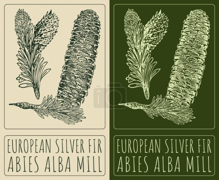 Dibujo vectorial PELÍCULA DE PLATA EUROPEA. Ilustración hecha a mano. El nombre en latín es ABIES ALBA MILL.