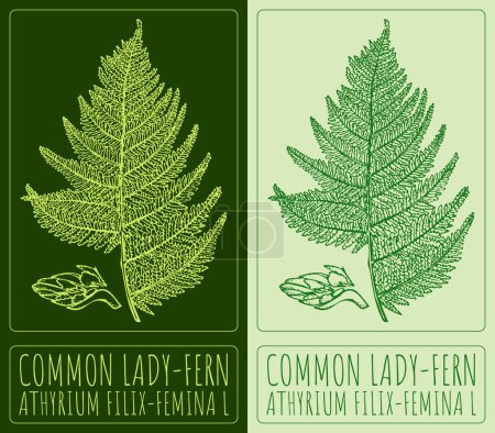 Illustration for Vector drawing COMMON LADY-FERN. Hand drawn illustration. The Latin name is ATHYRIUM FILIX-FEMINA L. - Royalty Free Image