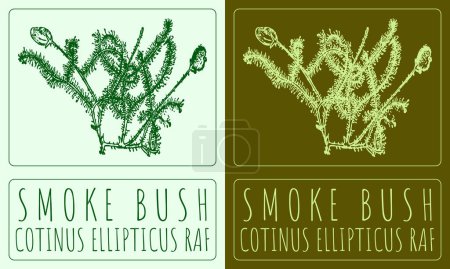 Ilustración de Dibujo vectorial de humo BUSH. Ilustración hecha a mano. El nombre en latín es COTINUS ELLIPTICUS RAF. - Imagen libre de derechos