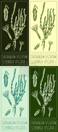 Set of vector drawing Centaurium spicatum in various colors. Hand drawn illustration. The Latin name is SCHENKIA SPICATA L.