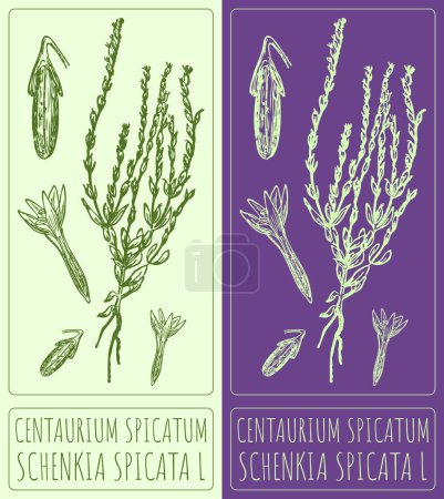 Dibujo vectorial Centaurium spicatum. Ilustración hecha a mano. El nombre en latín es Schenkia spicata L.