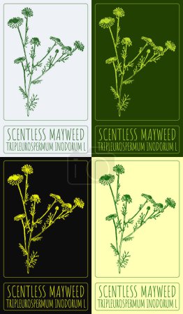 Set of vector drawing SCENTLESS MAYWEED in various colors. Hand drawn illustration. The Latin name is TRIPLEUROSPERMUM INODORUM L.