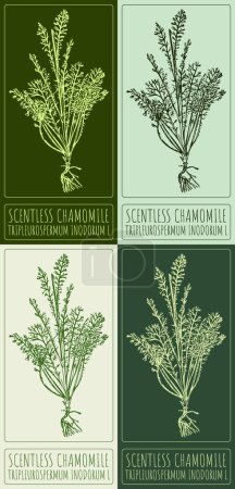 Set of vector drawing SCENTLESS CHAMOMILE in various colors. Hand drawn illustration. The Latin name is TRIPLEUROSPERMUM INODORUM L.