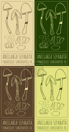 Conjunto de dibujo vectorial ANELLARIA SEPARATA en varios colores. Ilustración hecha a mano. El nombre en latín es PANAEOLUS SEMIOVATUS FR.