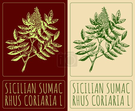 Vektorzeichnung SICILIAN SUMAC. Handgezeichnete Illustration. Der lateinische Name lautet RHUS CORIARIA L.