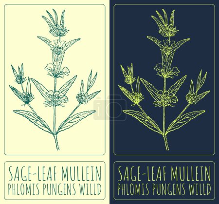 Vector drawing SAGE-LEAF MULLEIN. Hand drawn illustration. The Latin name is PHLOMIS PUNGENS WILLD.