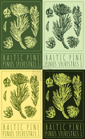 Set Vektor-Zeichnung BALTIC PINE in verschiedenen Farben. Handgezeichnete Illustration. Der lateinische Name ist PINUS SYLVESTRIS L.