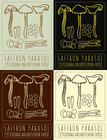 Set of vector drawing SAFFRON PARASOL in various colors. Hand drawn illustration. The Latin name is CYSTODERMA AMIANTHINUM FAYOD.