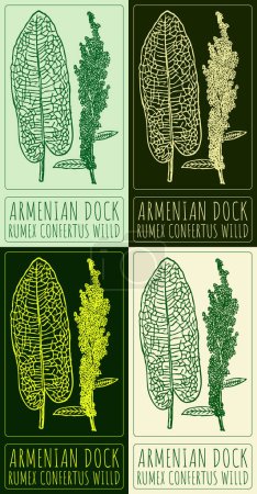 Conjunto de dibujo vectorial ARMENIAN DOCK en varios colores. Ilustración hecha a mano. El nombre en latín es RUMEX CONFERTUS WILLD.