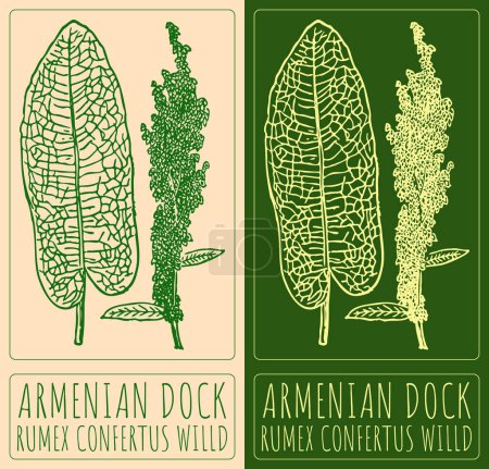 Vektorzeichnung ARMENIAN DOCK. Handgezeichnete Illustration. Der lateinische Name lautet RUMEX CONFERTUS WILLD.