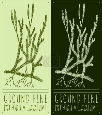 Vector drawing GROUND PINE. Hand drawn illustration. The Latin name is LYCOPODIUM CLAVATUM L.