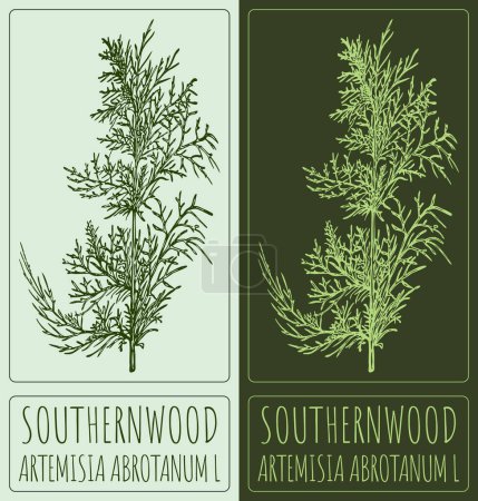 Vector drawing SOUTHERNWOOD. Hand drawn illustration. The Latin name is ARTEMISIA ABROTANUM L.