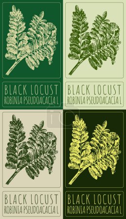 Set der Vektorzeichnung BLACK LOCUST in verschiedenen Farben. Handgezeichnete Illustration. Der lateinische Name ist ROBINIA PSEUDOACIA L.