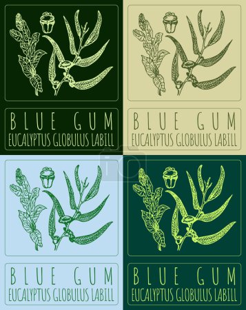 Set der Vektorzeichnung BLUE GUM in verschiedenen Farben. Handgezeichnete Illustration. Der lateinische Name ist EUCALYPTUS GLOBULUS LABILL.