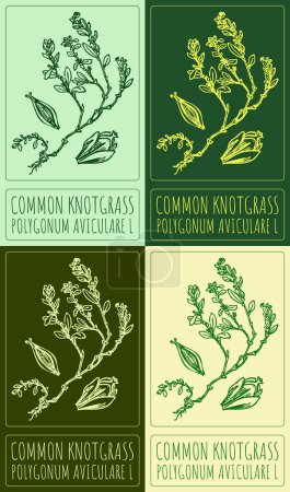 Set of vector drawing COMMON KNOTGRASS in various colors. Hand drawn illustration. The Latin name is POLYGONUM AVICULARE L.