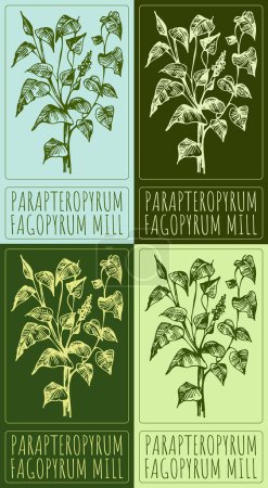 Illustration for Set of vector drawing PARAPTEROPYRUM in various colors. Hand drawn illustration. The Latin name is FAGOPYRUM MILL. - Royalty Free Image