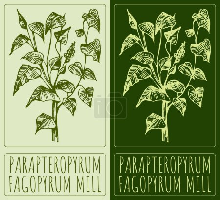 Illustration for Vector drawing PARAPTEROPYRUM. Hand drawn illustration. The Latin name is FAGOPYRUM MILL. - Royalty Free Image