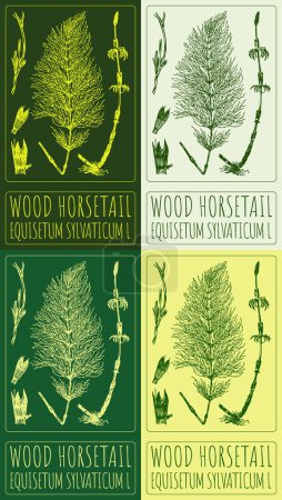 Illustration for Set of vector drawing WOOD HORSETAIL in various colors. Hand drawn illustration. The Latin name is EQUISETUM SYLVATICUM L. - Royalty Free Image