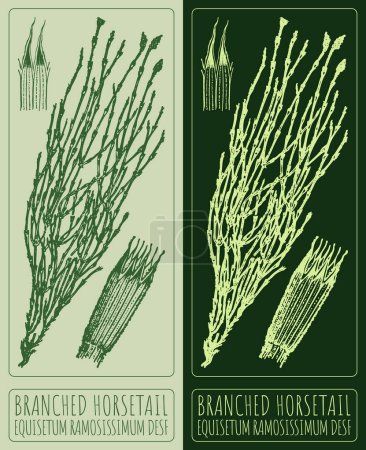 Vector drawing BRANCHED HORSETAIL. Hand drawn illustration. The Latin name is EQUISETUM RAMOSISSIMUM DESF.