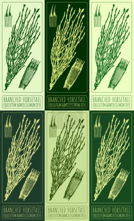 Set of vector drawing BRANCHED HORSETAIL in various colors. Hand drawn illustration. The Latin name is EQUISETUM RAMOSISSIMUM DESF.