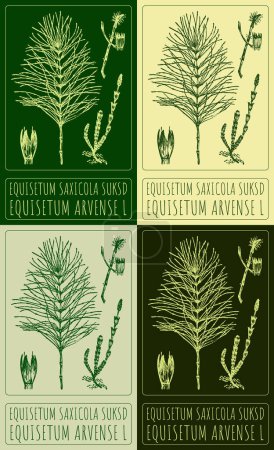 Set of vector drawing EQUISETUM SAXICOLA SUKSD in various colors. Hand drawn illustration. The Latin name is EQUISETUM ARVENSE L.