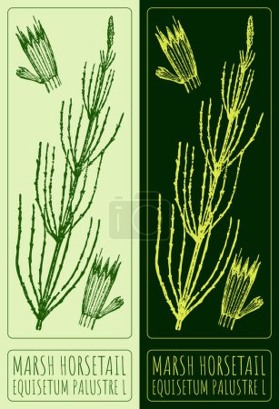 Vector drawing MARSH HORSETAIL. Hand drawn illustration. The Latin name is EQUISETUM PALUSTRE L.