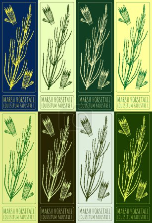 Set of vector drawing MARSH HORSETAIL in various colors. Hand drawn illustration. The Latin name is EQUISETUM PALUSTRE L.