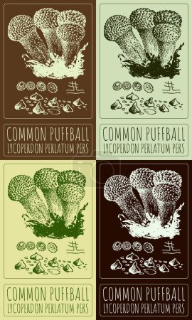 Illustration for Set of vector drawing SPINY PUFFBALL in various colors. Hand drawn illustration. The Latin name is LYCOPERDON ECHINATUM. - Royalty Free Image