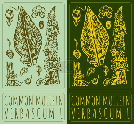 Vector drawing COMMON MULLEIN . Hand drawn illustration. The Latin name is VERBASCUM L.
