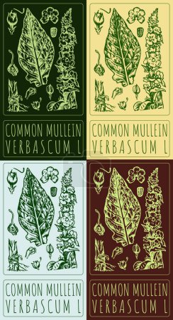 Set of vector drawing COMMON MULLEIN in various colors. Hand drawn illustration. The Latin name is VERBASCUM L.
