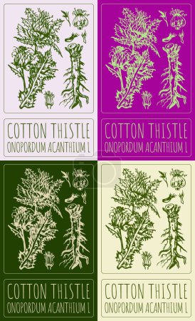 Set of vector drawing COTTON THISTLE in various colors. Hand drawn illustration. The Latin name is ONOPORDUM ACANTHIUM L.