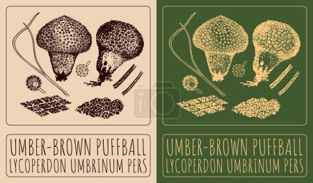 Illustration for Vector drawing UMBER-BROWN PUFFBALL. Hand drawn illustration. The Latin name is LYCOPERDON UMBRINUM PERS. - Royalty Free Image