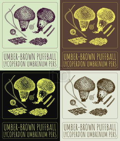 Illustration for Set of vector drawing UMBER-BROWN PUFFBALL in various colors. Hand drawn illustration. The Latin name is LYCOPERDON UMBRINUM PERS. - Royalty Free Image