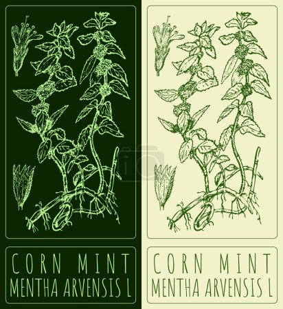 Vector drawing CORN MINT. Hand drawn illustration. The Latin name is MENTHA ARVENSIS L.