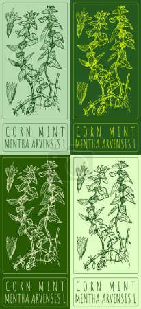 Set of vector drawing CORN MINT in various colors. Hand drawn illustration. The Latin name is MENTHA ARVENSIS L.