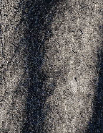 Illustration vectorielle de l'écorce de Paulownia tomentosa. Princesse ou Impératrice arbre ou Renard.