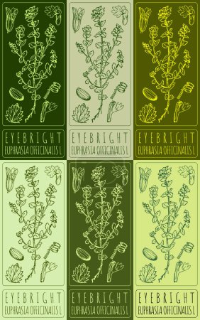 Set of vector drawing EYEBRIGHT in various colors. Hand drawn illustration. The Latin name is EUPHRASIA OFFICINALIS L.
