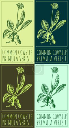 Set of vector drawing COMMON COWSLIP in various colors. Hand drawn illustration. The Latin name is PRIMULA VERIS L.
