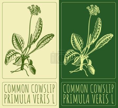 Vector drawing COMMON COWSLIP. Hand drawn illustration. The Latin name is PRIMULA VERIS L.