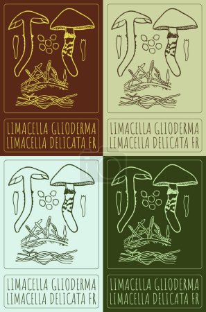 Set der Vektorzeichnung LIMACELLA GLIODERMA in verschiedenen Farben. Handgezeichnete Illustration. Der lateinische Name ist LIMACELLA DELICATA FR.