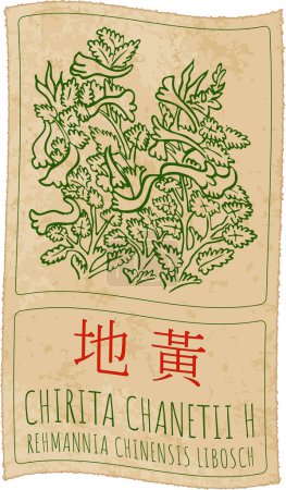 Ilustración de Dibujo vectorial CHIRITA CHANETII H en chino. Ilustración hecha a mano. El nombre en latín es REHMANNIA CHINENSIS LIBOSCH. - Imagen libre de derechos