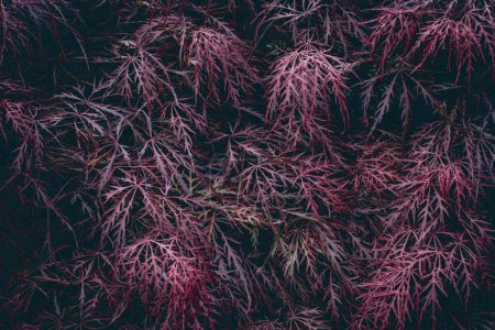 Téléchargez les photos : Red foliage of the weeping Laceleaf Japanese Maple tree Acer palmatum background texture. High quality photo. - en image libre de droit